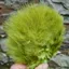 Whiting Super Bou in Olive